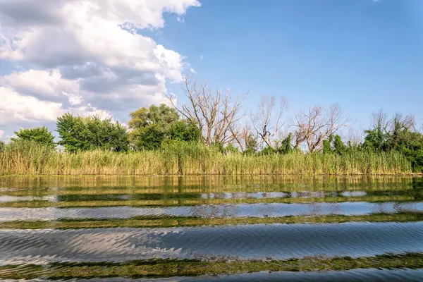 Thickets Reeds Swampy Banks River Louisiana Usa — Stock Photo, Image