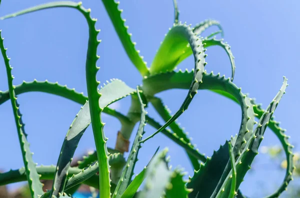 Aloe Vera Planta Curativa Suculenta — Foto de Stock