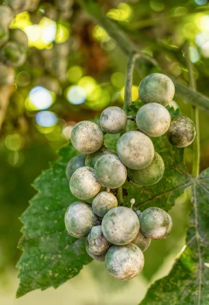 Grona Liście Winogron Zakażone Sproszkowaną Pleśnią — Zdjęcie stockowe