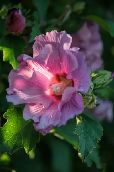 紫色的中国芙蓉在阳光下绽放 — 图库照片