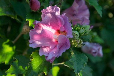  Mor Çin amber çiçeği güneşte