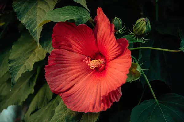 Röd Kinesisk Hibiskus Blomma Solen — Stockfoto