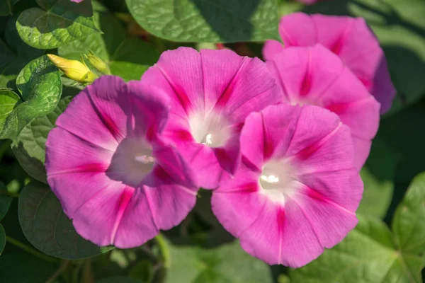 Heldere Roze Bloemen Kronkelen Ipomoea — Stockfoto