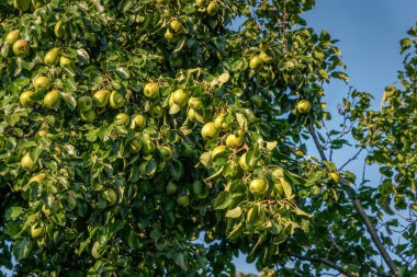  Armut ağacı ve güneşli bahçe