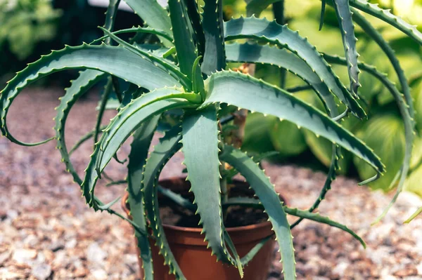 Aloe Vera Planta Curativa Suculenta — Foto de Stock