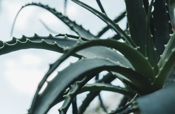 Aloe Vera Sukulentna Roślina Lecznicza — Zdjęcie stockowe