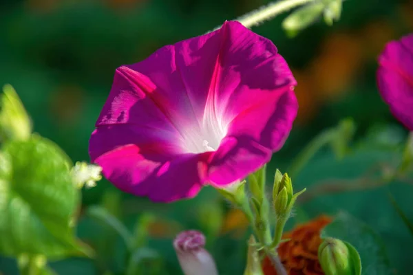 Flores Rosa Brilhante Enrolamento Ipomoea — Fotografia de Stock