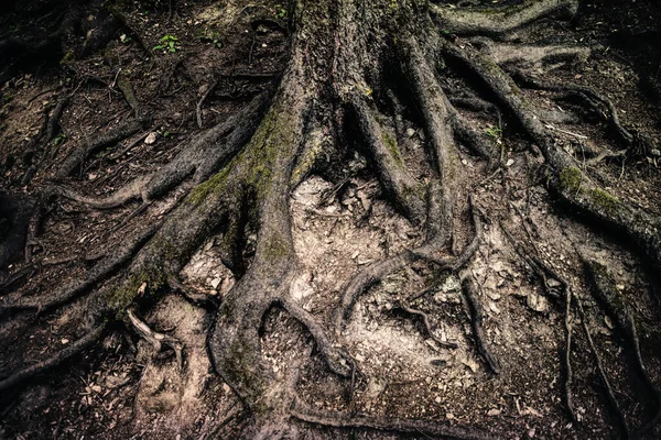 Extraño Sombrío Bosque Misterioso Raíces Árboles Gnarled —  Fotos de Stock