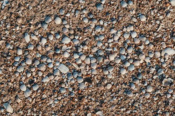 Conchas Uma Praia Areia — Fotografia de Stock