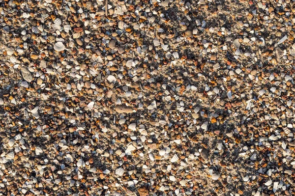 Conchiglie Una Spiaggia Sabbia — Foto Stock