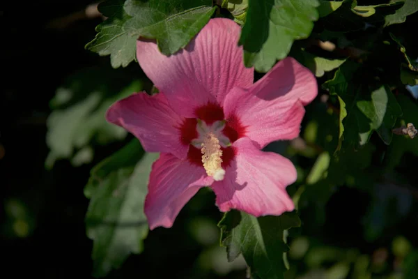 Paarse Chinese Hibiscus Bloem Zon — Stockfoto