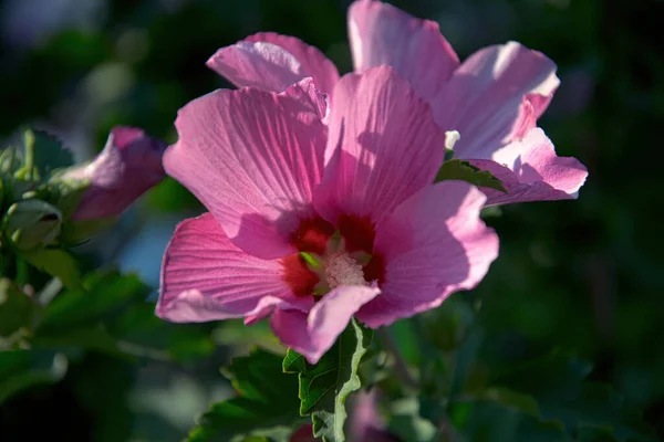 Flor Hibisco Chinês Roxo Sol — Fotografia de Stock