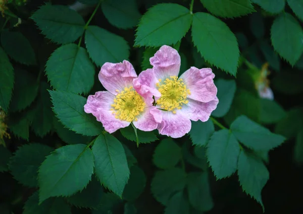 Delikatny Różowy Dziki Psi Kwiat Róży — Zdjęcie stockowe