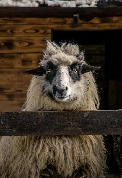 在木制谷仓的货摊里放羊 苏格兰农场 — 图库照片
