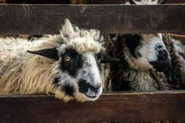 Ahşap bir ahırda koyunlar. İskoçya 'daki çiftlik