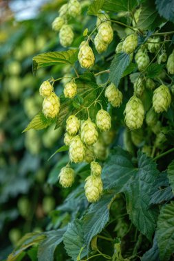 Taze yaz zıplama konileri ve yaprakları