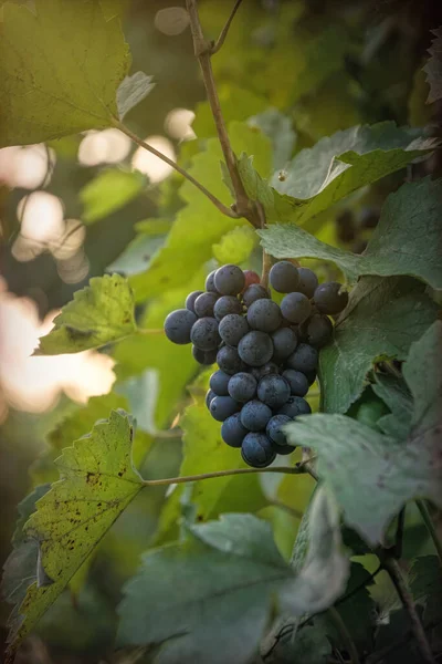 Букет Стиглого Синього Винограду Виноградного Листа — стокове фото