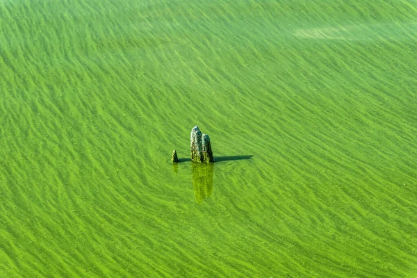 Ecological crisis. Swampy polluted river water