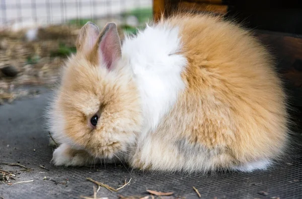 Conejo Doméstico Esponjoso Una Jaula Granja Piel Conejo — Foto de Stock