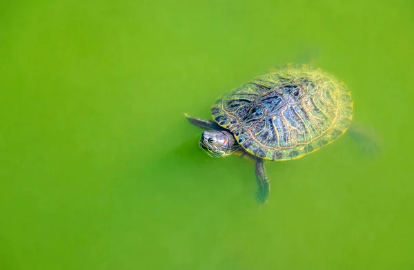 Wild Turtle Polluted Green Water — Stock Photo, Image