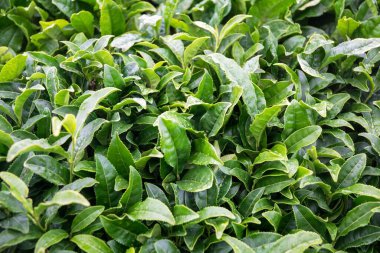 Yeşil çay bahçeleri ve çay mahsulleri.