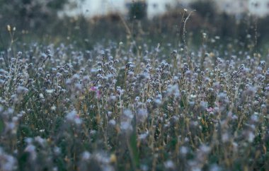 Arazide mavi ve leylak çiçekleri