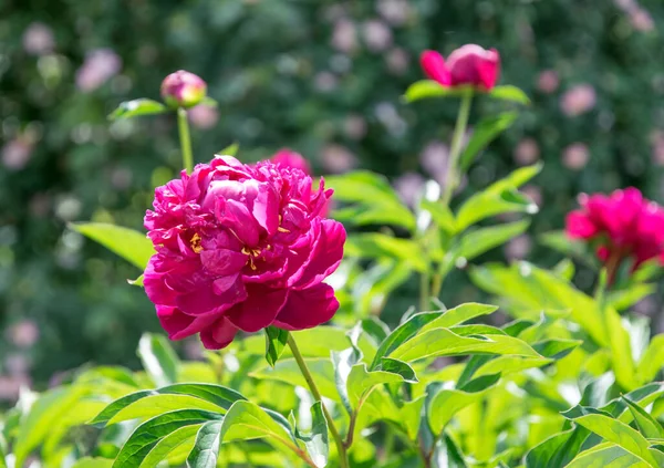 Peônia Rosa Fresco Terno Jardim Primavera — Fotografia de Stock