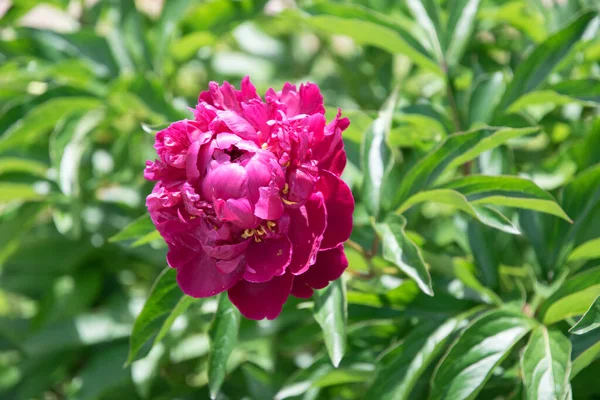 Roze Pioen Frisse Lentetuin — Stockfoto