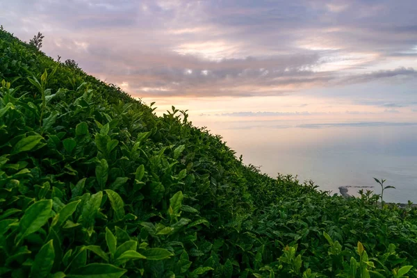 Laves Chá Verde Cultura Chá — Fotografia de Stock