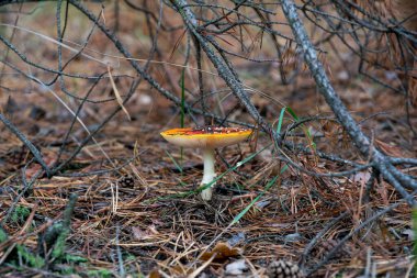 Kırmızı zehirli sonbahar sineksi mantarları.
