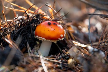 Kırmızı zehirli sonbahar sineksi mantarları.