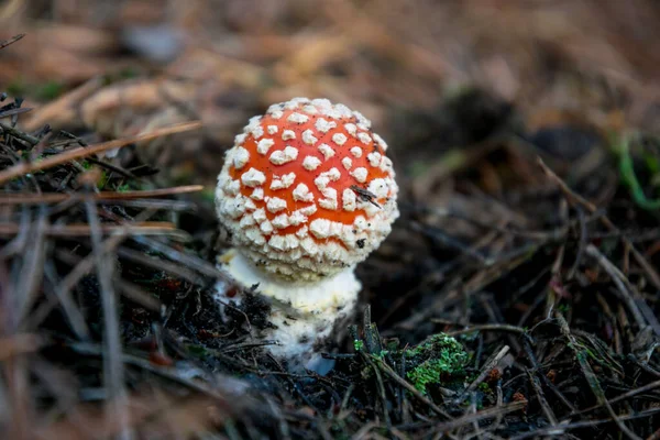 Red poisonous autumn fly-agaric mushrooms