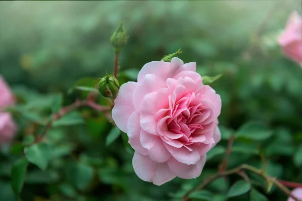 Rosa Rosa Flor Outono Jardim Inglês — Fotografia de Stock