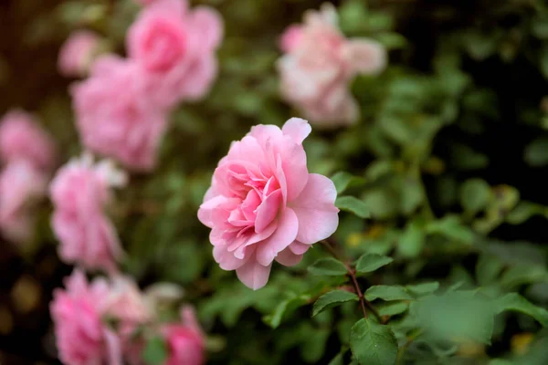 Rosa Rosa Flor Outono Jardim Inglês — Fotografia de Stock