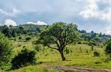 Güneşli bir Akdeniz çayırında zeytin ağacı