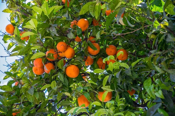 Tangerines Summer Mediterranean Garden — Stock Photo, Image