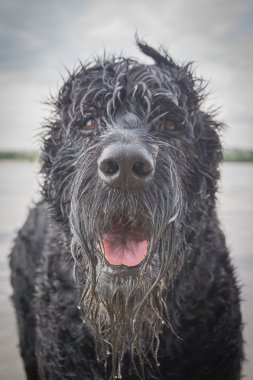 siyah köpek