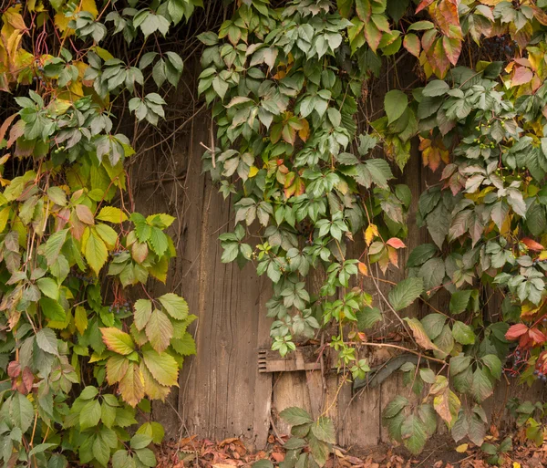 Velho celeiro em um jardim abandonado — Fotografia de Stock