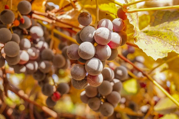 Vinařství. Sklizeň je zralý — Stock fotografie