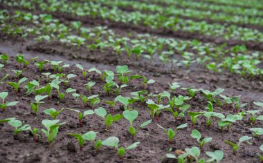 Bahçedeki pürüzsüz yama ayıklayacaktır