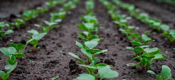 Young fresh radishes on the bed greenhouse — Stock Photo, Image