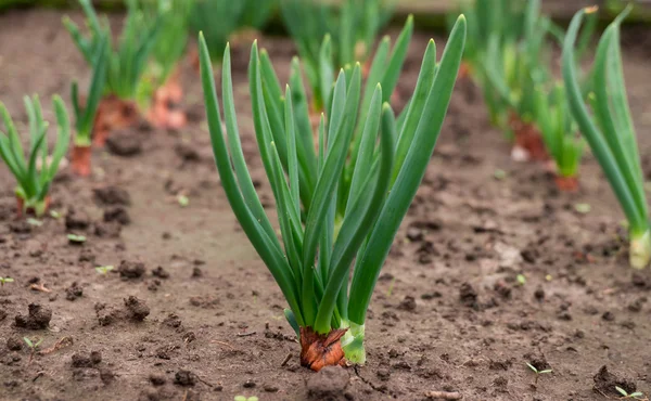 Groene uien zijn een bron van vitaminen — Stockfoto