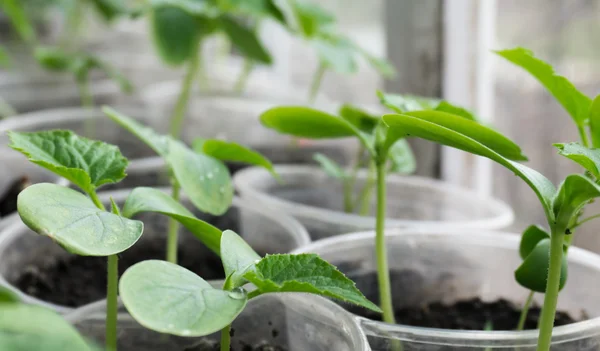 Trabajos de campo de primavera Imágenes De Stock Sin Royalties Gratis