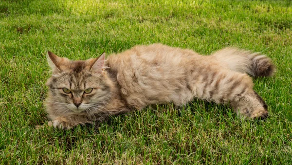 Gato mau — Fotografia de Stock