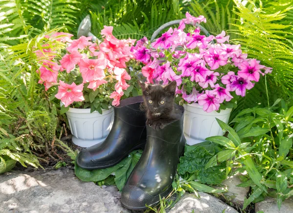 Trädgård verktyg och roliga kattunge — Stockfoto