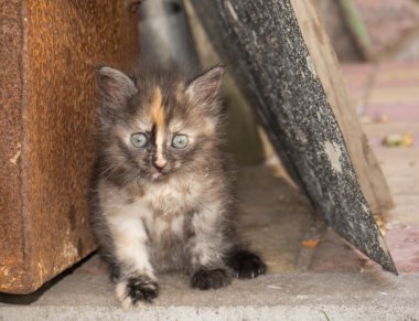 Homeless little kitten. Foundling clipart