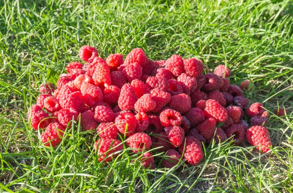Sweet harvest raspberries — Stock Photo, Image