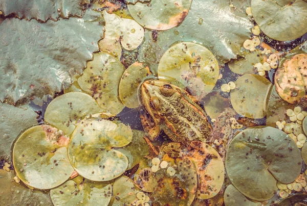 Inhabitant of rivers and swamps. Big frog — Stock Photo, Image
