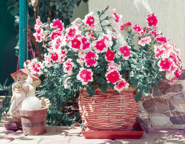 Petúnias coloridas — Fotografia de Stock