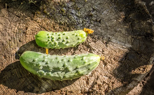 Deliciosos pepinos-pepinos no fundo de velhas tábuas de madeira. Estilo rústico eco — Fotografia de Stock